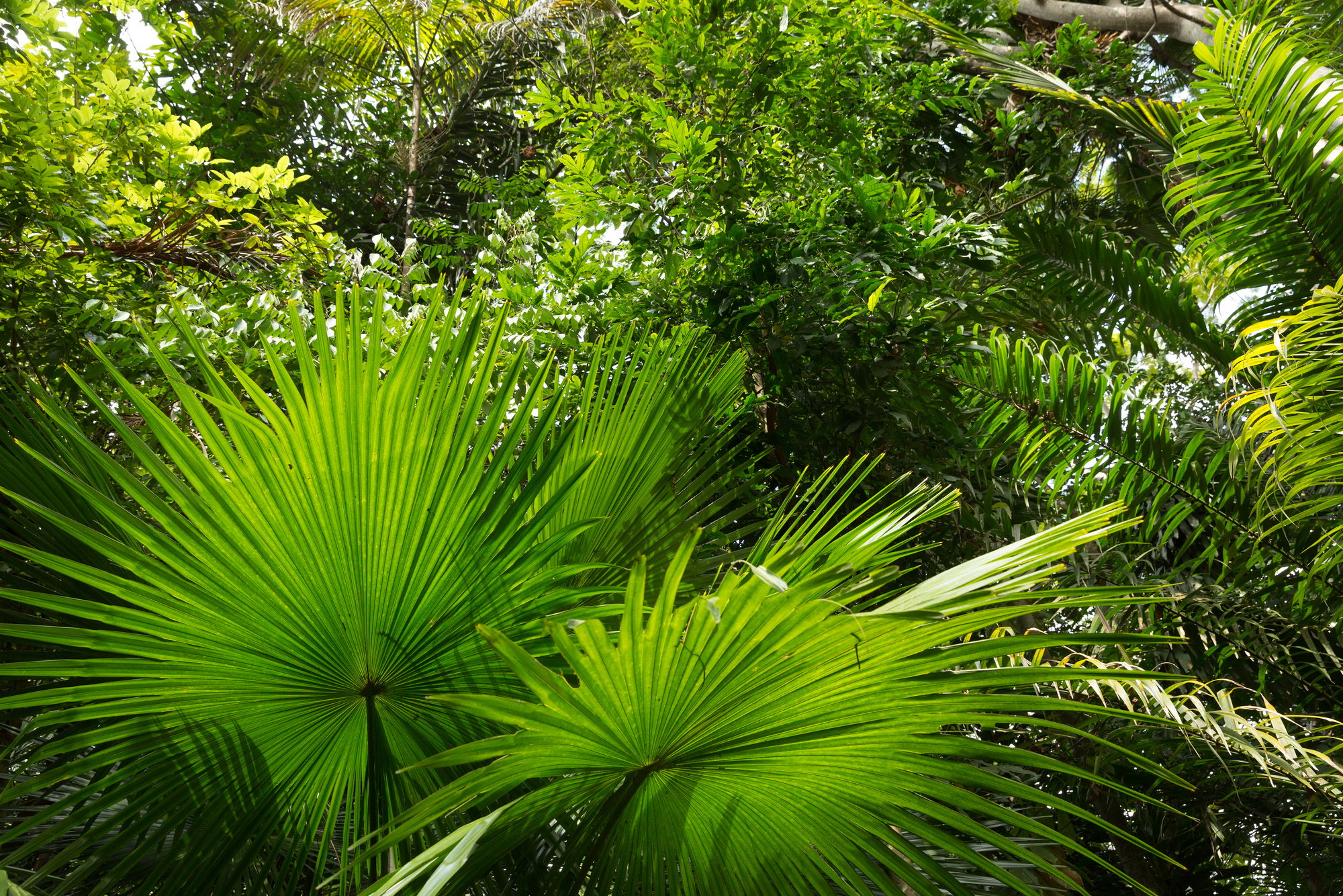 Amazon Rainforest, Brazil